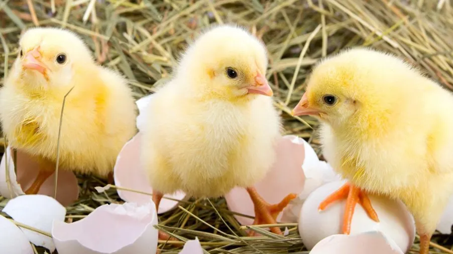 Druhý ročník Inkubátoru sociálních podniků vyhlášen